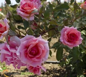Dreaming rose