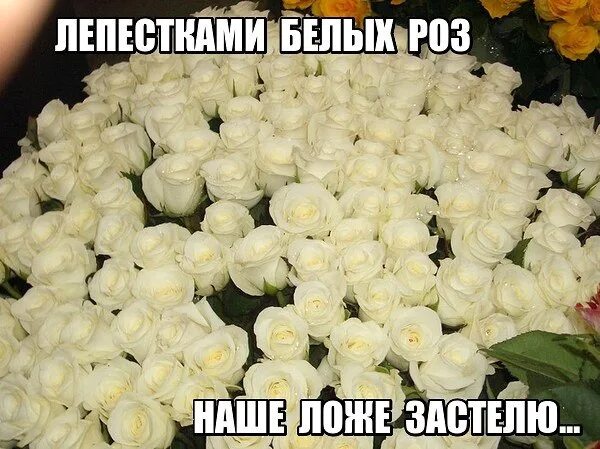 Серов певец мем. Три белые розы. Арбенина и дятлов я люблю тебя до слез. Песня наше ложе застелю лепестками белых. Песня наше ложе застелю лепестками белых.