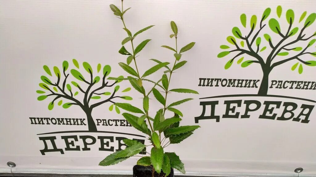 Саженцы на золотарях находка. Саженцы на золотарях каталог. Логотип саженцы. Саженцы на золотарях. Саженцы на золотарях каталог.