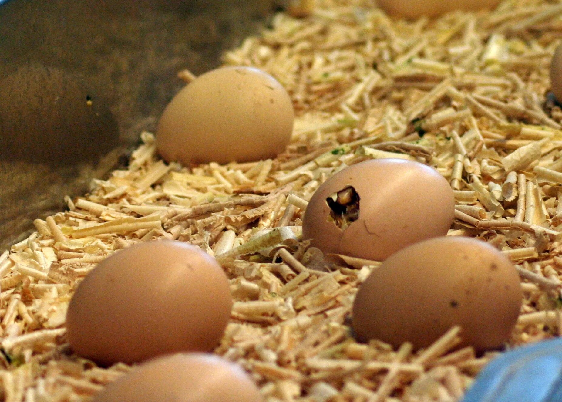 Hatching eggs. Вылупление из яйца. Вылупившиеся цыплята. Вылупление цыпленка из яйца. Цыпленок вылупляется.