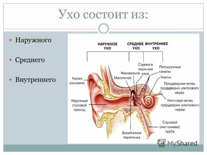 Значение слуха кратко