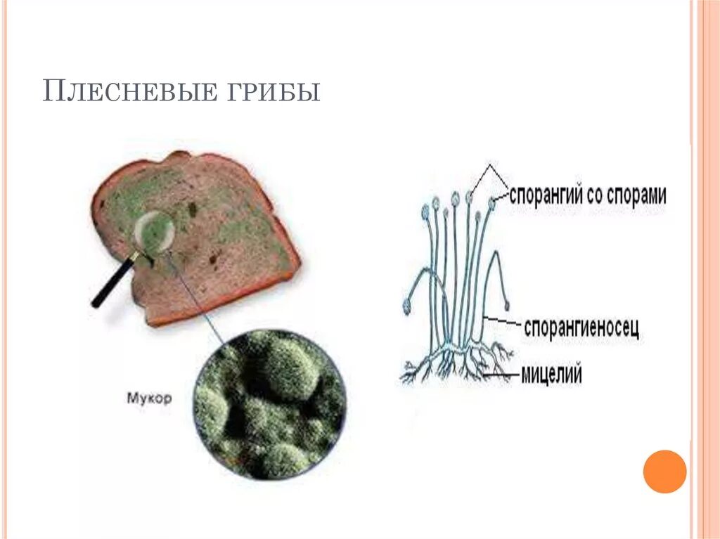 Примеры плесневелых грибов. Плесневые грибы. Плесневелые грибы. Плесневые грибы названия. Название плесневых грибов.