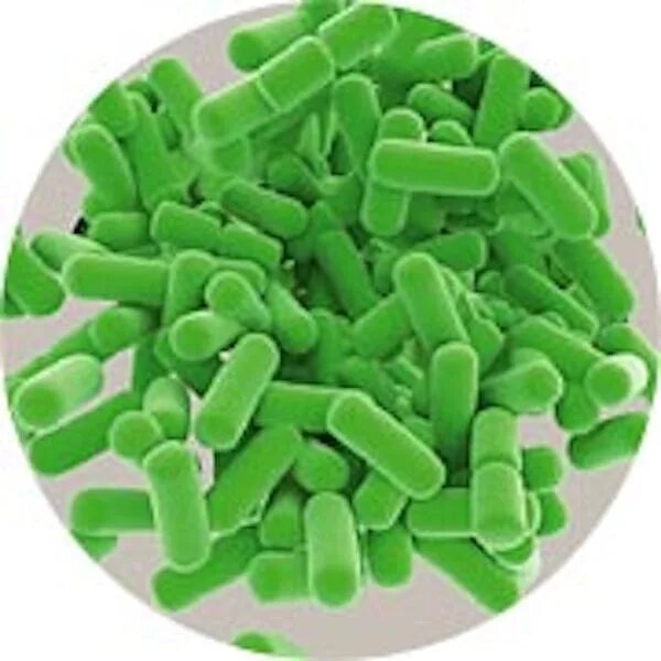 Лактобацилус плантариум. Болгарская палочка lactobacillus bulgaricus. Лактобактерии l acidophilus. Lactobacillus – (молочнокислые палочки) -. Аэробные лактобациллы.