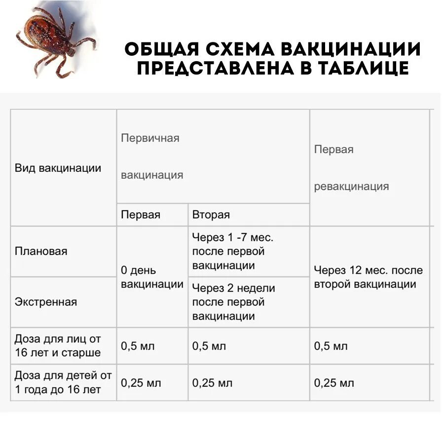 Какой процент клещей. Клещ активность по месяцам. Стандартная схема вакцинации клещевого энцефалита таблица. Периоды активности клеящей. Прививка от клеща схема.