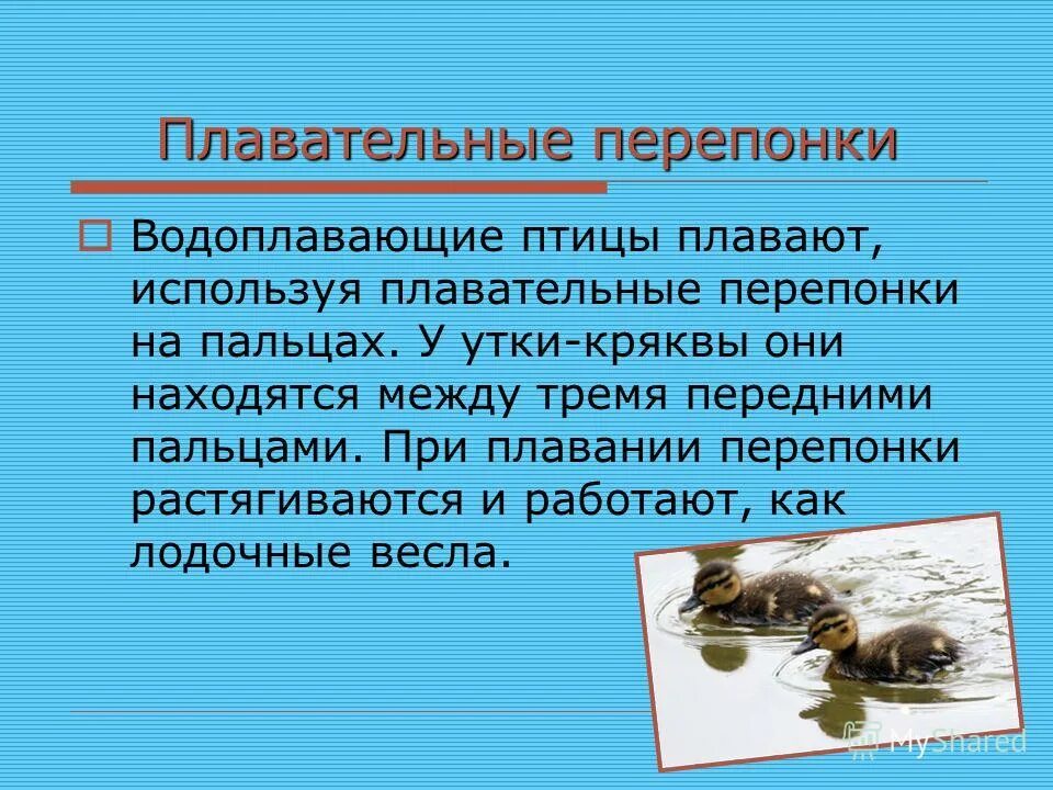 Значение движения в биологии