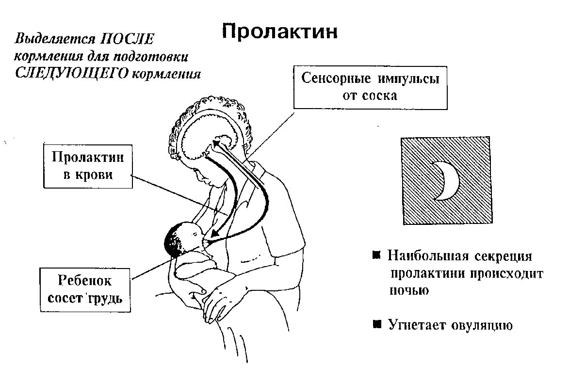 Пролактин молочные железы. Пролактин схема образования. Схема выработки пролактина. Схема регуляции пролактина. Пролактин лютеотропный гормон.