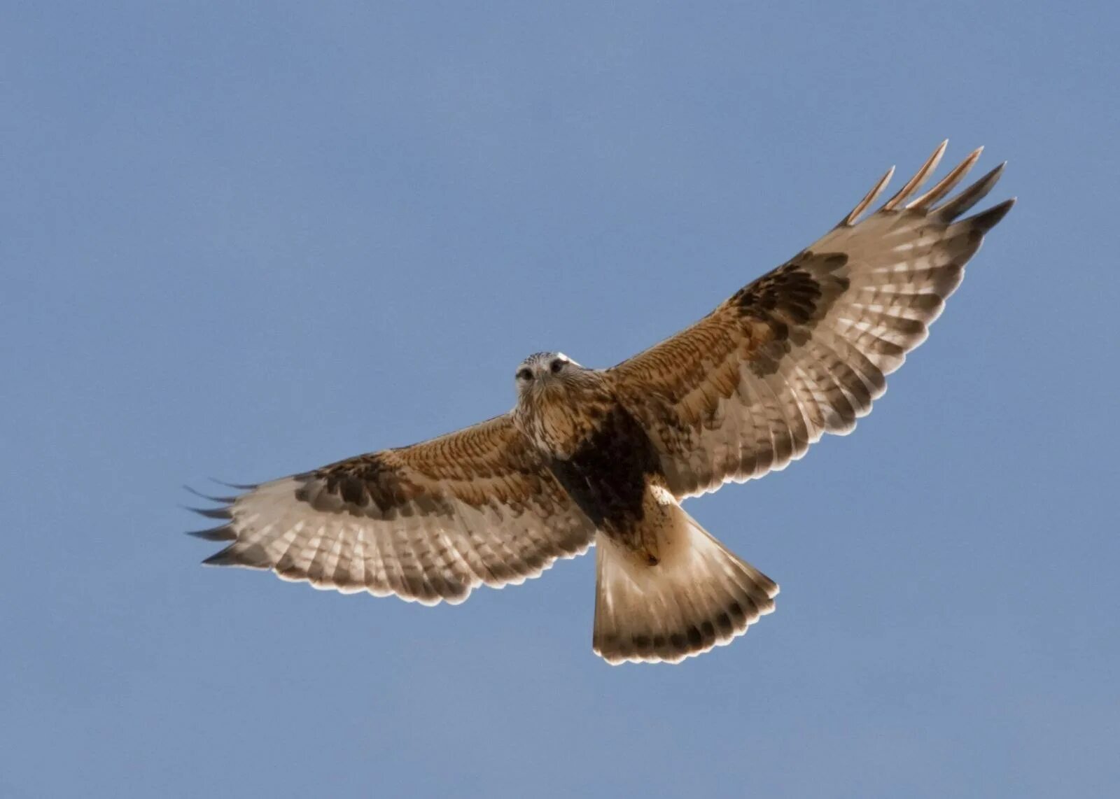 Хищные птицы сокол сапсан. Сокол сапсан. Ястреб сапсан. Ланнер сокол средиземноморский. Краснохвостый канюк.