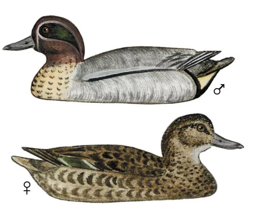 Чирок свистунок селезень. Утки чирок свистунок. Птица чирок свистунок. Чирок-свистунок речные утки. Уточка чирок-свистунок.