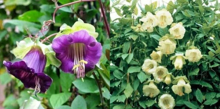 Amazon.com: Cup And Saucer Vine Seeds