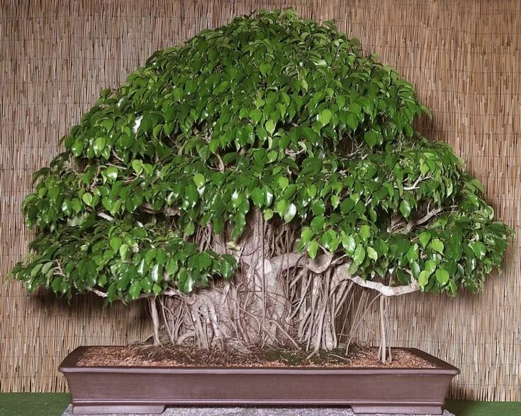 Как быстро растет бенджамин. Фи́кус бенджами́на ficus benjamina. фикус бенджамина бонсай. фикус бенджамина профит. цветок бонсай фикус бенджамина.