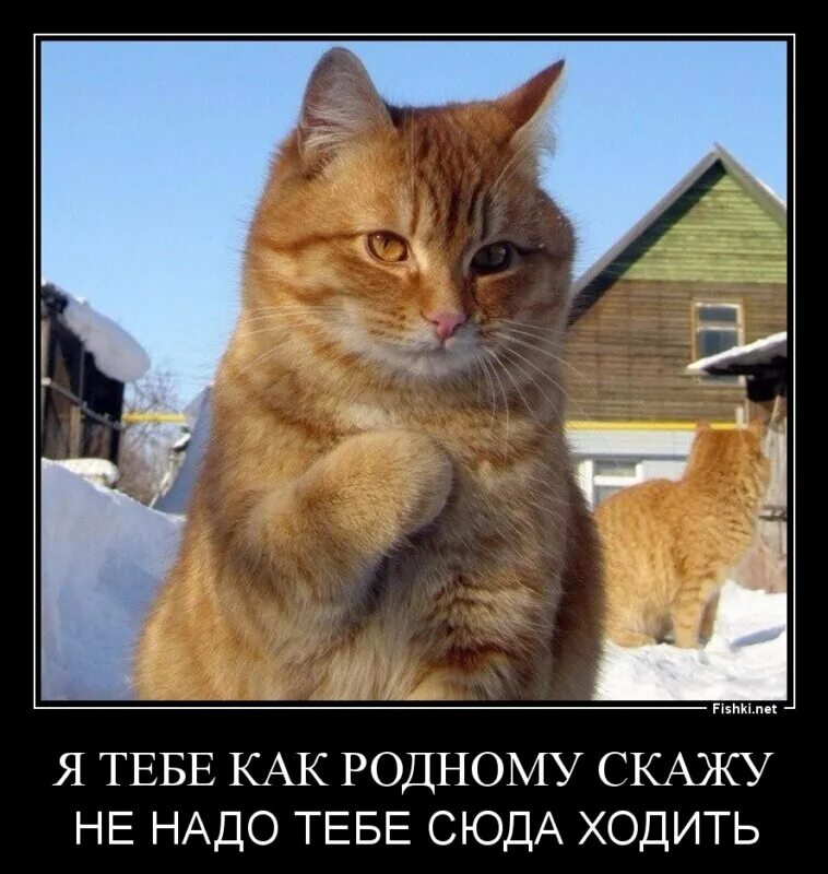 Туть фото. Котик туть мем. Пустынный барханный кот. Котик где обитает. Туть.