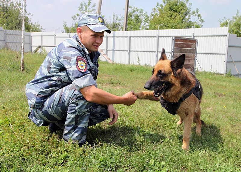 Кинолог 2024. Кинолог с собакой. Собаки в кинологии. Служебные собаки МВД. Профессия кинолог.