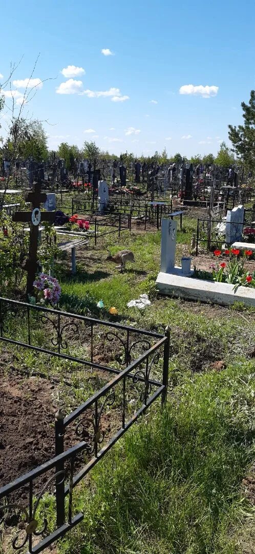 Кладбище балаково в ивановке. Балаково работа кладбища. Старое кладбище балаково номер 1. Кладбище в новочеркасске раскопанные могилы. Кладбище балаково в ивановке.