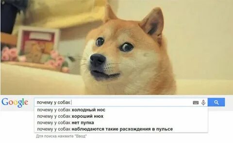 Почему собака холодная