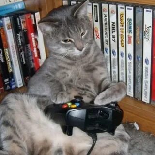 Кот игроман дорс 2