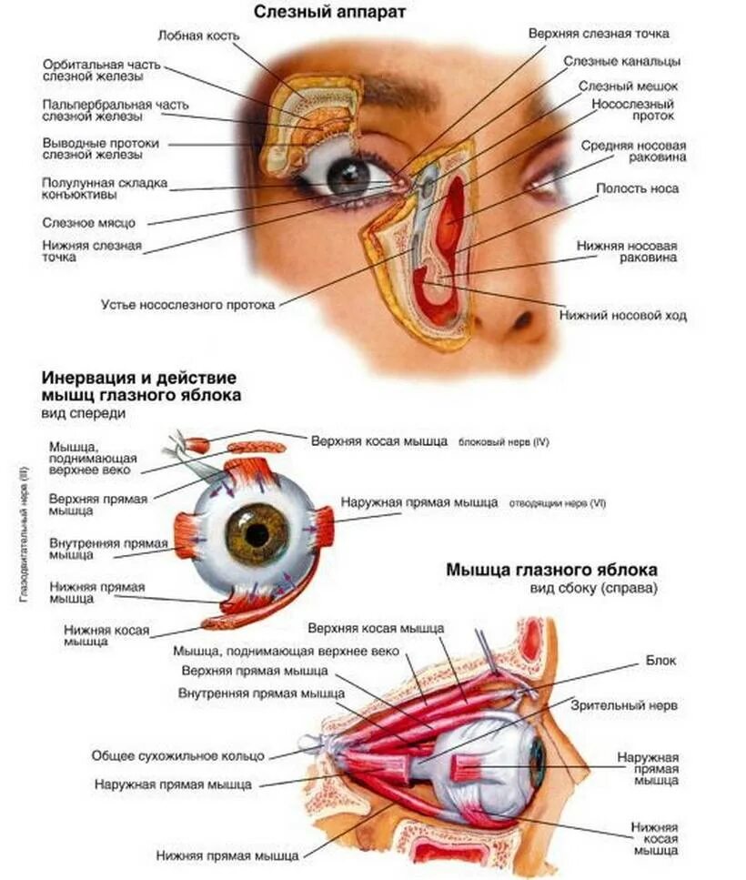 Век офтальмология. Строение глаза слезный мешок , железа. Вспомогательный аппарат глаза и строение глазного яблока. Строение вспомогательного аппарата глаза анатомия. Строение глазного яблока и вспомогательного аппарата.