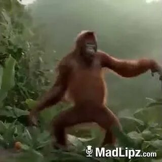 Видео песня обезьяны