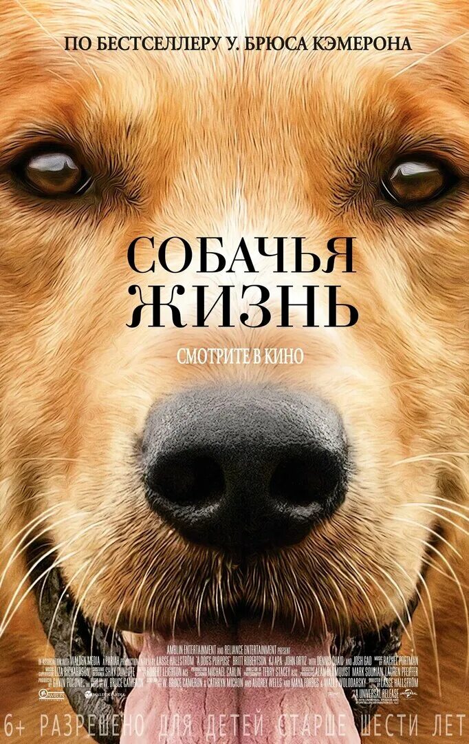 В каких случаях используется выражение собачья жизнь. В каких случаях используется выражение собачья жизнь