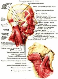Мышцы головы и шеи анатомия