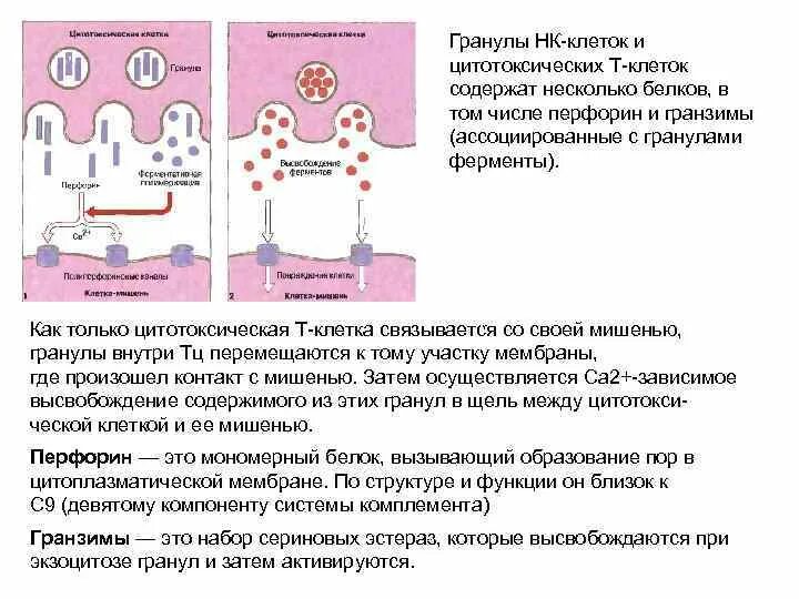 Перфорин гранзимовый механизм апоптоза. Перфорины механизм действия. Перфорин иммунология. Цитотоксические клетки и НК клетки. Содержит ферменты осуществляющие апоптоз