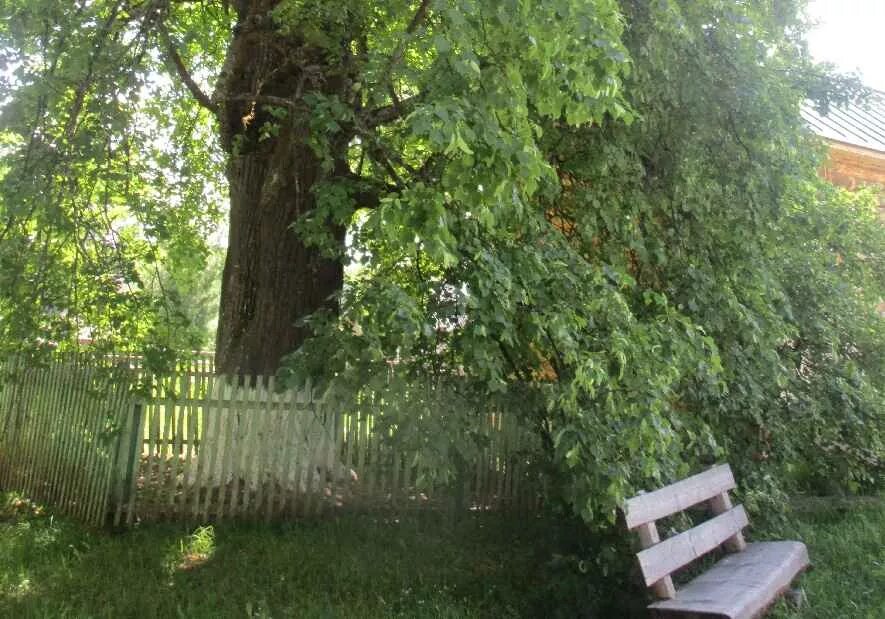 Под наши густые старинные вязы на отдых