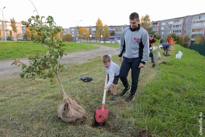 Сажают дуб. Посадка Дубов. Высадили дубы. Посадить дуб. Включи а 4 посади