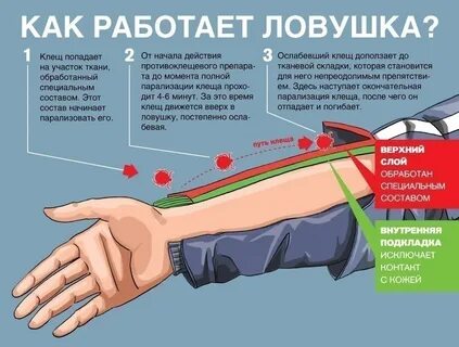 Как клещ оказался в ночлежке