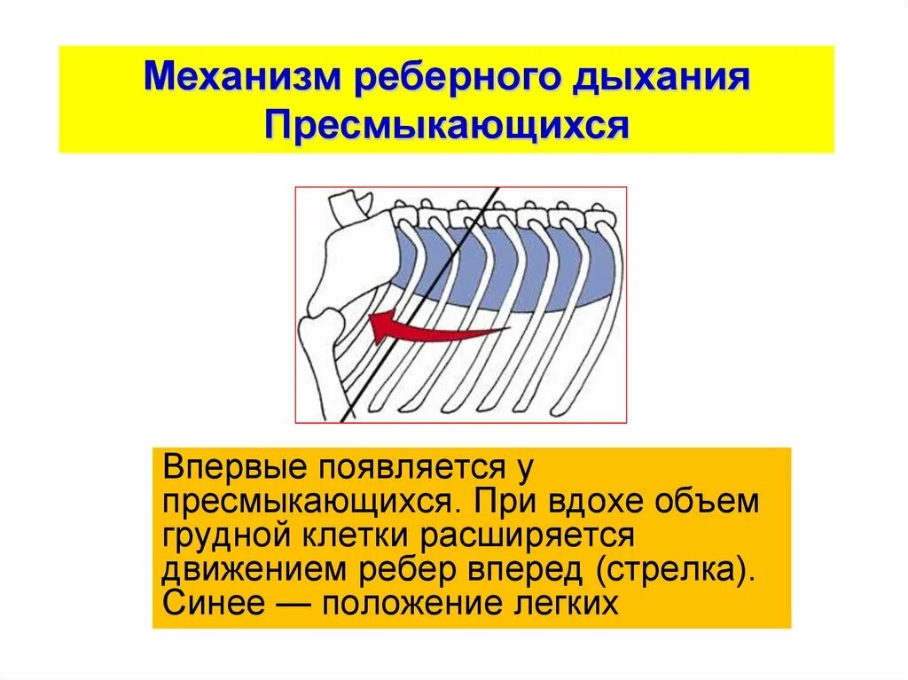 У пресмыкающихся есть грудная клетка. Реберное дыхание у пресмыкающихся. Реберный механизм дыхания у пресмыкающихся. Ребра у пресмыкающихся. Грудина и грудная клетка у пресмыкающихся.