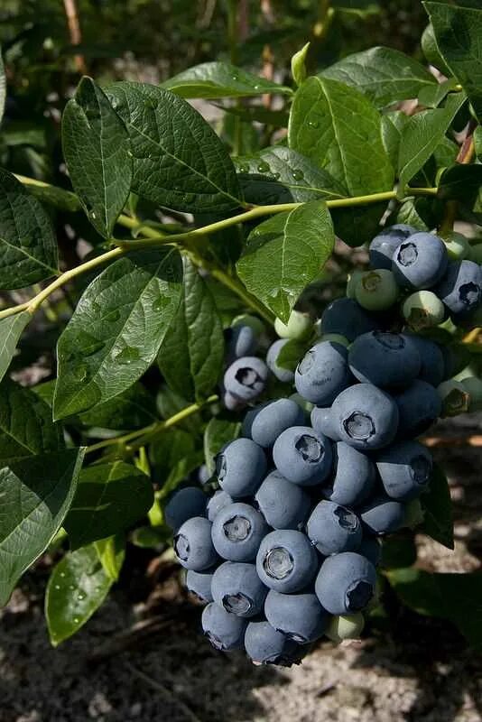 Голубика Садовая. Голубика Садовая куст. Голубика высокорослая свитхарт. Голубика канадская высокорослая.