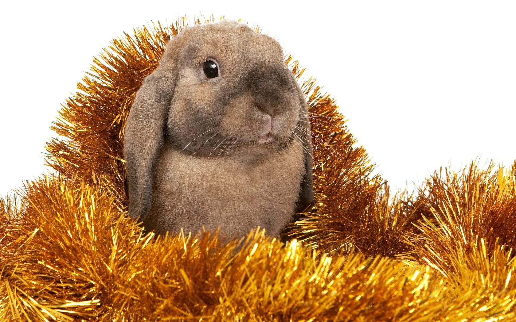 Year bunny. Новогодние животные. Год кролика. Открытка в виде кролика. Year bunny.