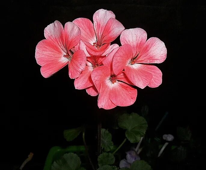 пеларгония нано розовая f1 карликовая. цветок пеларгония зональная. пеларгония нано эплблоссом. пеларгония зональная карликовая нано f1 эплблоссом. пеларгония нано отзывы.