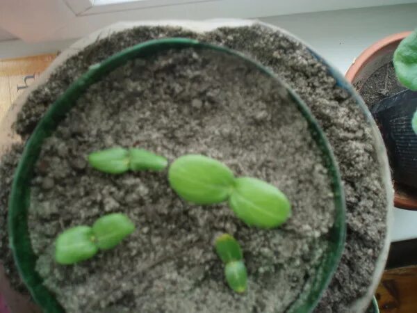 зигокактус шлюмбергера размножение. семена шлюмбергера. семена декабриста. кашпо для декабриста. семена шлюмбергера.