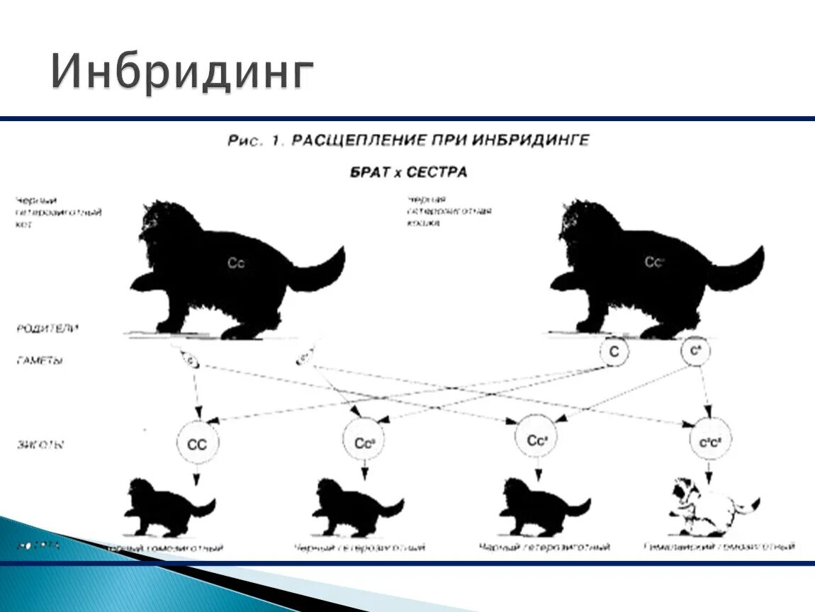 Инбридинг характеристика. Гибридизация инбридинг. Скрещивание близкородственное (инбридинг) примеры. Расщепление при инбридинге. Инбридинг примеры животных.