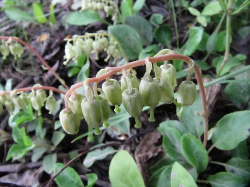 боровая матка (лат. боровая матка растение. боровая матка ортилия однобокая. ортилия однобокая. грушанка однобокая.