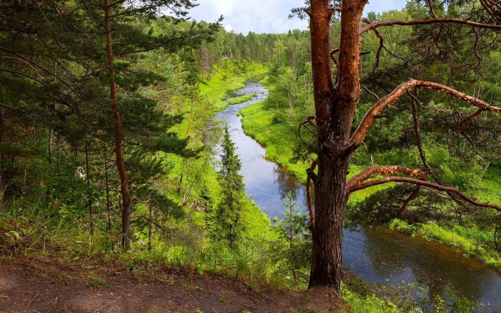 Какие реки растут в лесах. Неман беларусь река сосны. сосна бор река. сосновый бор у реки. река глуховка сосновый бор.