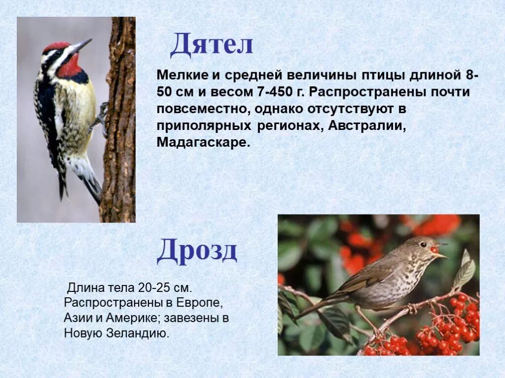 Программа дрозд. Дрозд и дятел. дрозд картинка с описанием. дрозд описание. к какой группе птиц относится дятел.