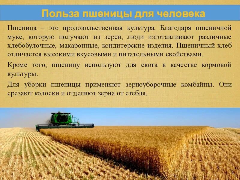 Пшеница основная продовольственная культура. Страны выращивающие пшеницу. Поля для доклада. Продовольственные культуры.