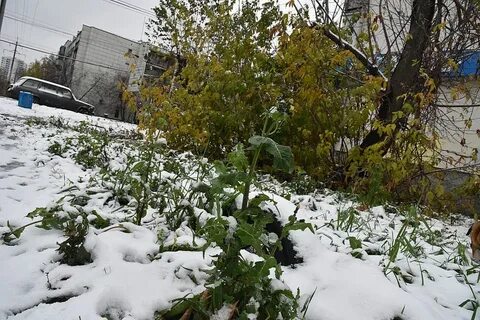 Почему на урале снег