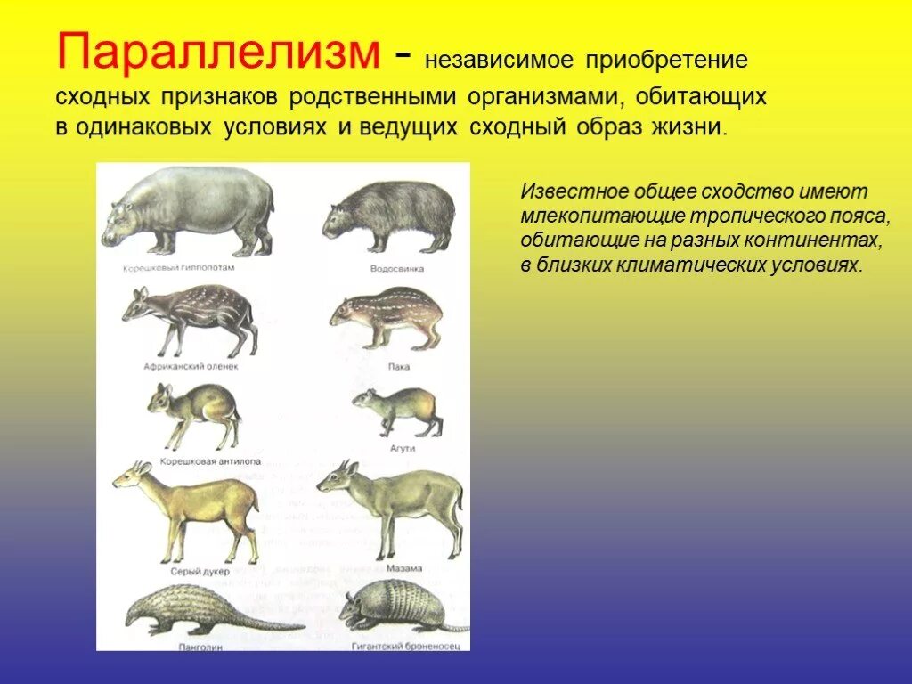 Параллелизм у животных. Дивергенция млекопитающих. Эволюционный параллелизм. Закономерности эволюции дивергенция конвергенция параллелизм. Эволюционные изменения млекопитающих