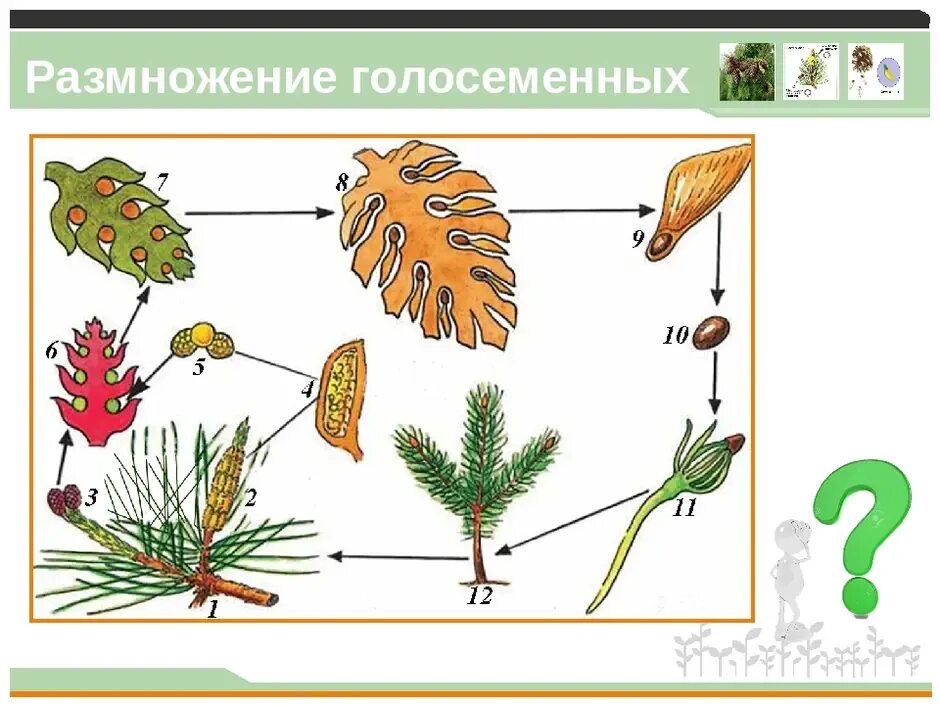 Последовательность размножения голосеменных растений. Схема размножения голосеменных биология 6 класс. цикл развития голосеменных рисунок. размножение голосеменных схема. цикл размножения голосеменных схема.