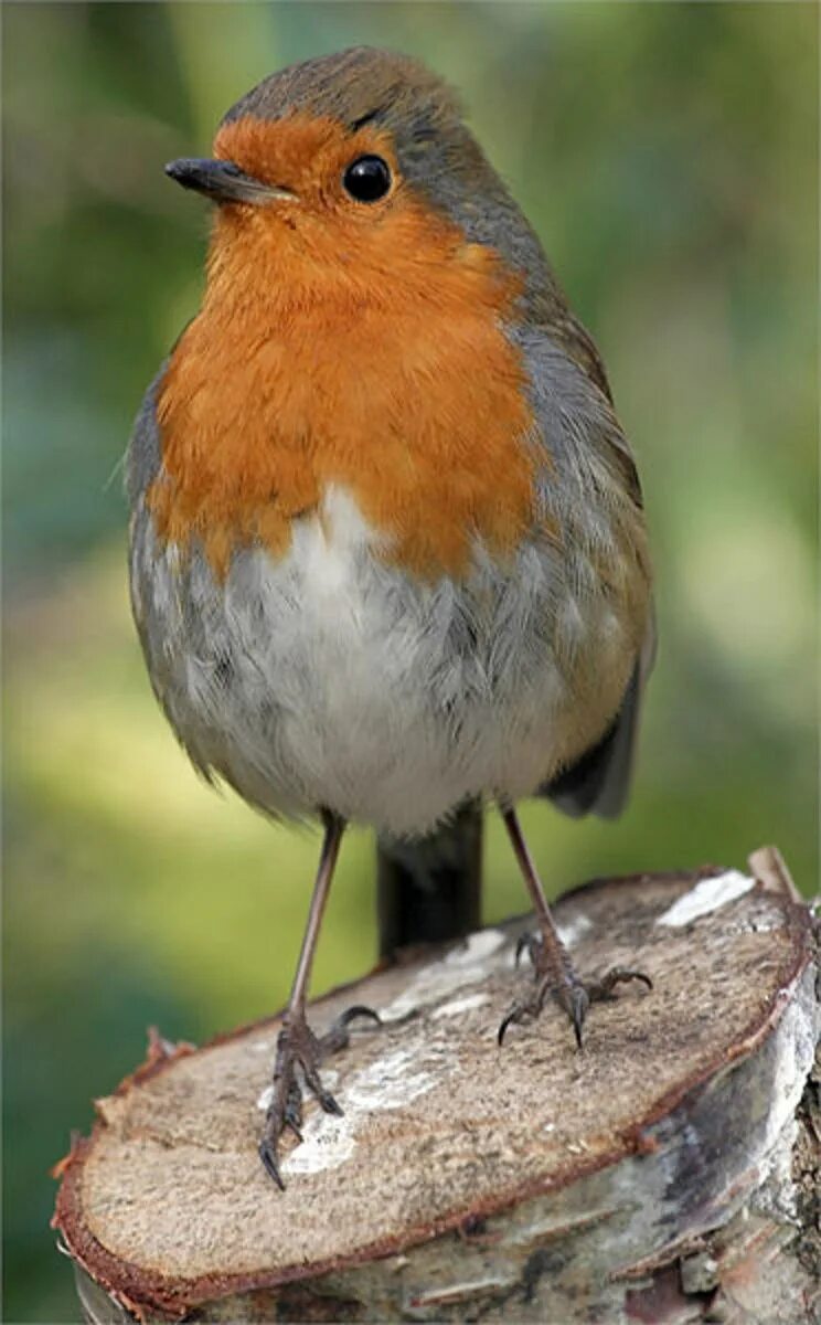 Горихвостка лысушка самка. Rufous-bellied thrush. Маленькая коричневая птичка с оранжевой грудкой. Маленькие рыжие птички. Белохвостая горная зарянка.