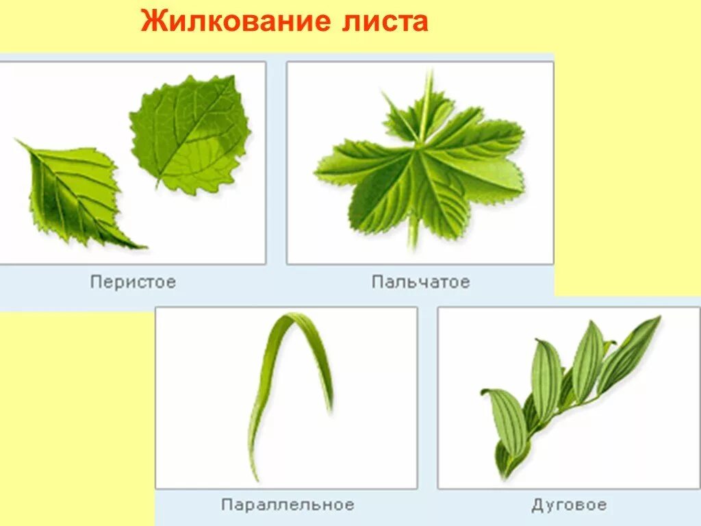 Параллельное 2 дуговидное 3 пальчатое 4 перистое. Перистое жилкование листа. Что такое жилкование листа в биологии. Тип листа пальчатое и перистое. Типы жилкования листьев 6 класс.