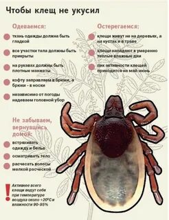 Клещ осенью опасен для человека