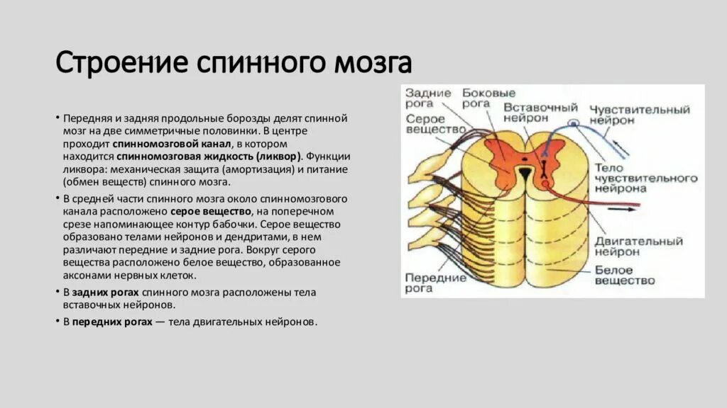 Защитная функция спинного мозга. Строение спинного мозга рога. строение и функции спинного мозга вегетативная нервная система. передняя поверхность спинного мозга. задние корешки спинного мозга образованы.