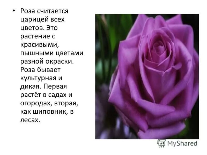 описание цветка розы. рассказ о розе. описать розу. розы для презентации. сочинение опишите розу.