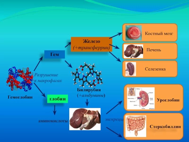 Печень и железо в крови. Разрушение гемоглобина. Схема разрушения гемоглобина. Разрушение гемоглобина физиология. Разрушение гемоглобина в печени.