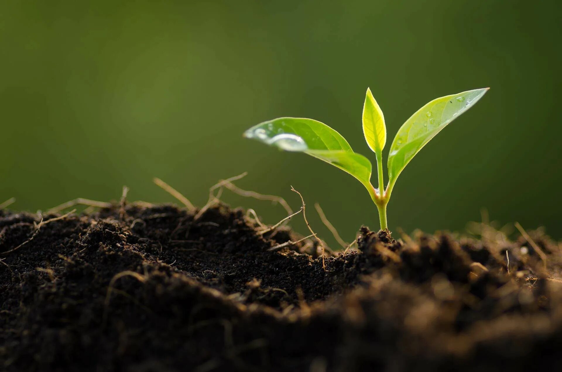 Environment html. Environmental expertise. environmental control. land and sunlight to grow food.