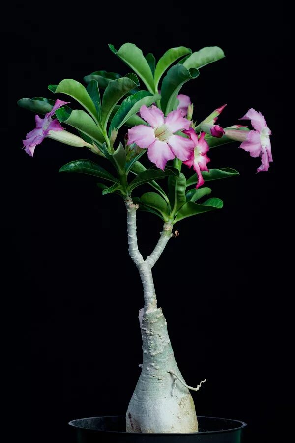 адениум плант. адениум с пышной кроной. адениум бохмана. адениум температура. адениум арабикум ростки.