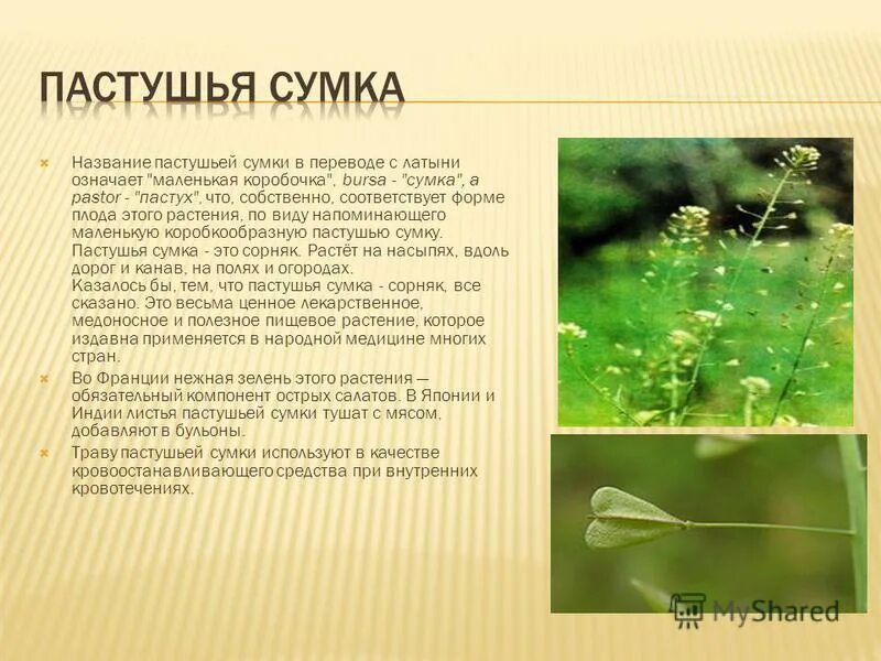 пастушья сумка растения семейства крестоцветных. пастушья сумка – capsélla búrsa-pastóris. пастушья сумка семейство крестоцветные. значение пастушьей сумки. значение пастушьей сумки.