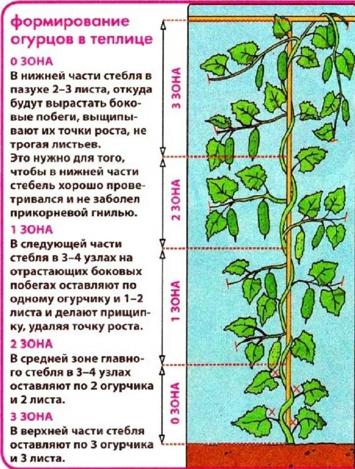 Как правильно формировать огурцы